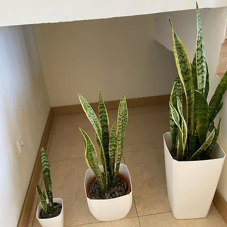 Casa vacanze Rocha House Calheta (Madeira)