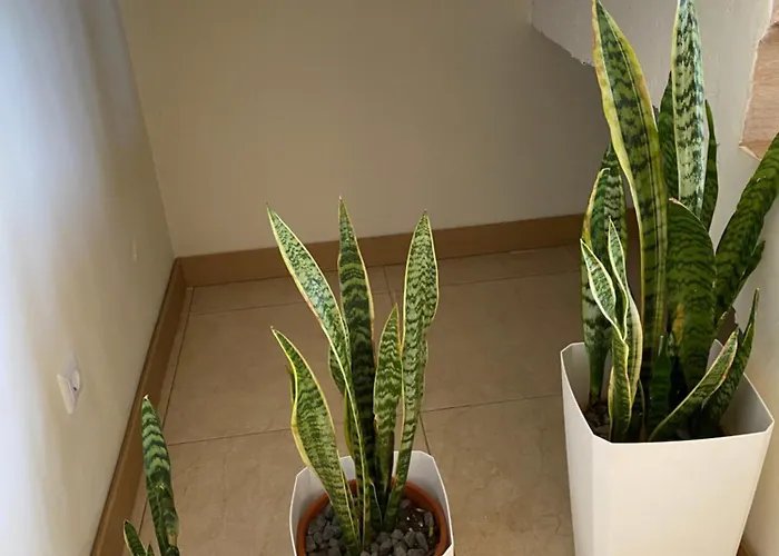 度假居 Rocha House 卡列塔