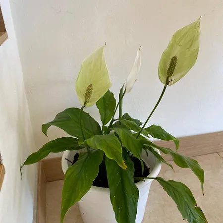 Дом отдыха Rocha House *