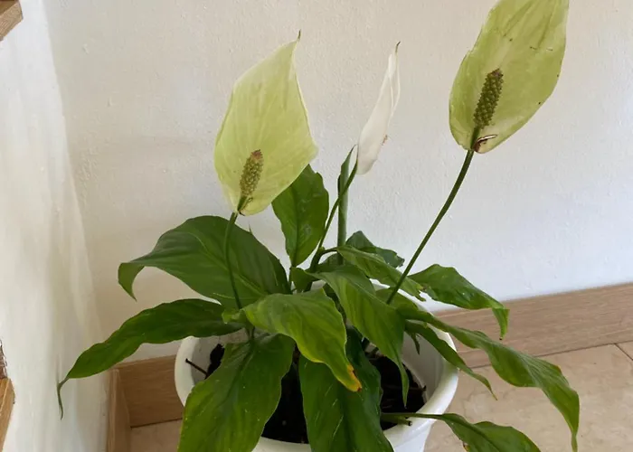 Casa vacanze Rocha House *